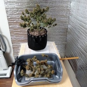 Drying buds.jpg