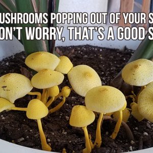 mushrooms-min.jpg