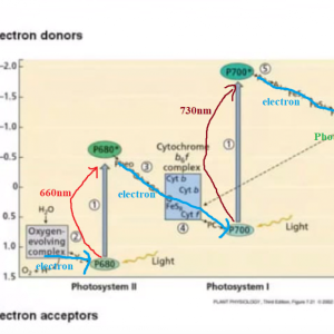 emerson1-png.png