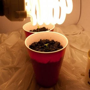 plants w/ lights