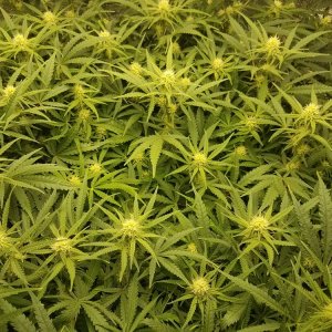 WBIP-HSO-Greencrack -9-3d-20 flower day 25.jpg