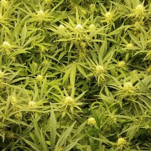 WBIP-HSO-Greencrack -9-05-20 flower.jpg