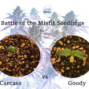 Battle of the Misfit Seedlings.jpg