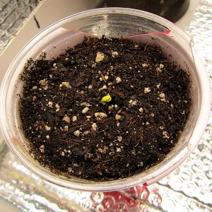 Northern Light sprout 3-10-21.jpg