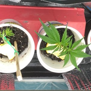 03 15 2021 Clones.jpg