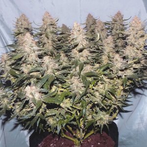 Dope Seeds Gelato 91 Days.jpg