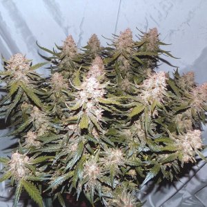 Dope Seeds Gelato 91 Days A.jpg