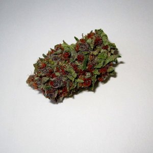 SSH nug.jpg