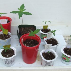 seedlings1.jpg