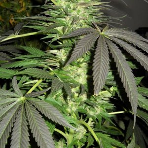 Woodsman Outdoors 11-5 Bubba Kush