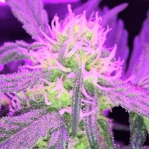 GZ BUD CLOSEUP 2.jpg