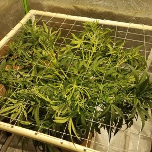 SCROG step 2.jpg