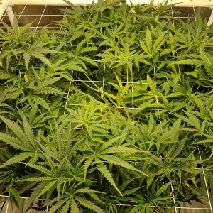 SCROG step 3.jpg