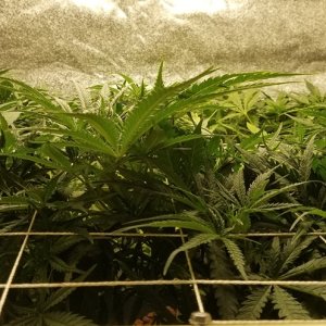 SCROG step 3b.jpg