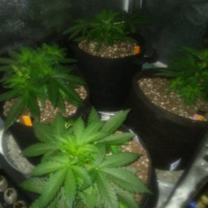 Girls 3 Weeks,, 7%22,, 4-9-21.JPG