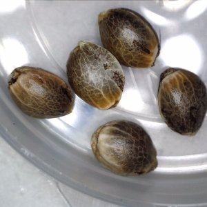 CitrusSapSeeds_r.jpg