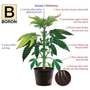 nutrient chart - boron.jpg