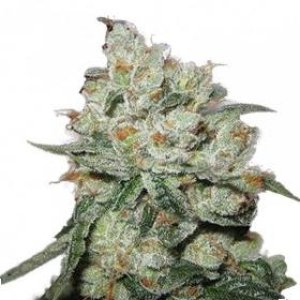 og_kush_feminised_seeds_phoenix_seeds_0.jpg