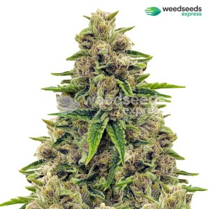 godfather-og-feminized-plant.jpg