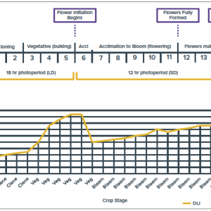 DLI Levels by Growth Stage.png