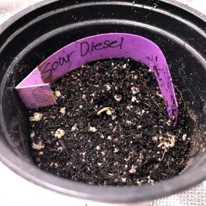 new seeds 2021 sour diesel sprouted.jpg