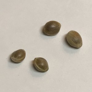 germination prep-5.jpg