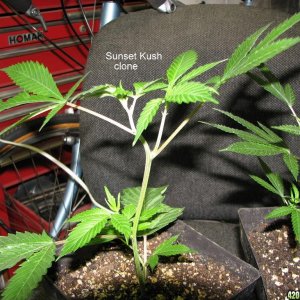 PPP vs Sunset Kush habitus