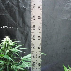 LED/HID 11-09-10