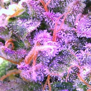 GZ trichomes 1.jpg