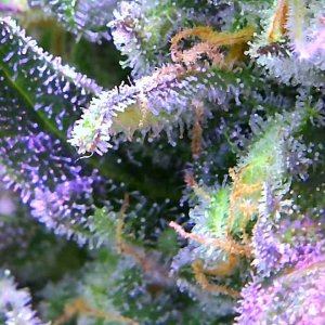 GZ trichomes 3.jpg