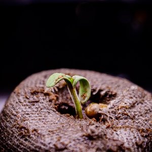 seedling-1.jpg