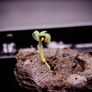 seedling-2.jpg