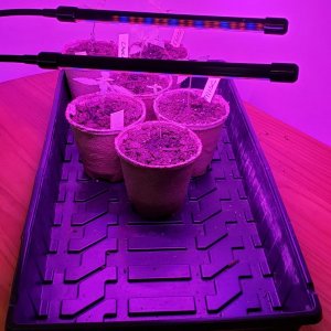 Grow1_04282021.jpg