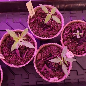 Grow3_04282021.jpg