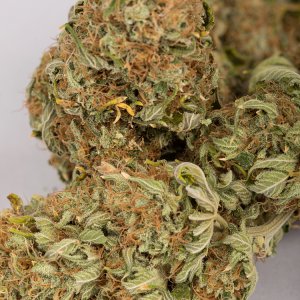 Black Indica close up web.jpg