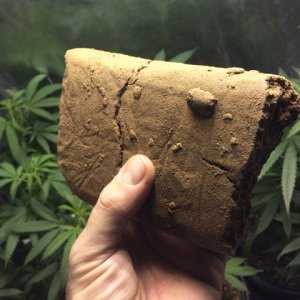 making-hash-like-a-pro-dutch-passion-seed-company-cannabis-weed-hashbrick-weed.jpg