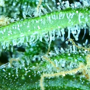 Cinderella Jack trichome watch 2 and sharp spiky trichomes.jpg