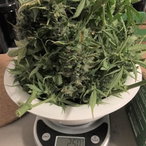 Wet weight pre trim.jpg