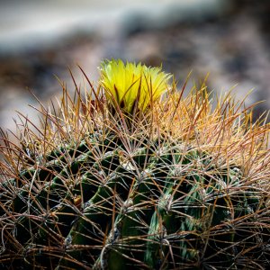 Cactus Flower small-4.jpg