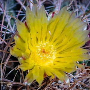 Cactus Flower small-1.jpg