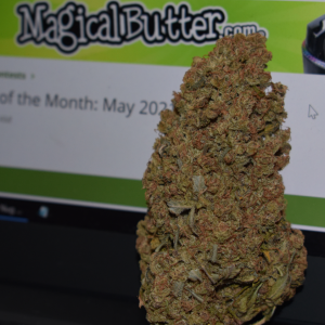 Nug of the Month.png