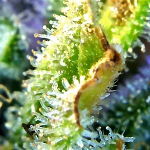 Cindy Jack 2 Amber trichomes.jpg