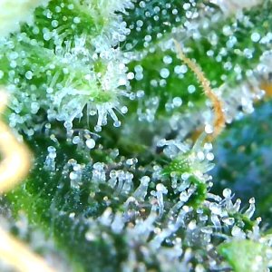 Lemon trichomes first peek.jpg