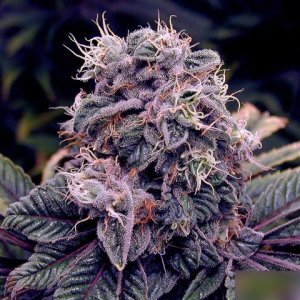 Auto-Blueberry-Strain.-Buy-autoflowering-seeds-at-dutchseedsshop.com_.jpg