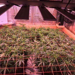 Scrog overview.jpg