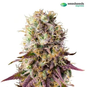 pinkman-goo-feminized-plant.jpg