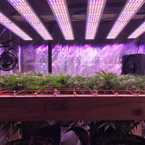 State of Play in the Scrog Today from Canopy Level.jpg