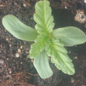 3 leaf dicotyledon.jpg