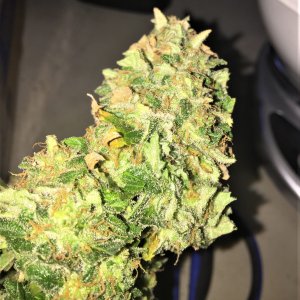 CJ3 harvested bud wet trimmed for drying.jpg