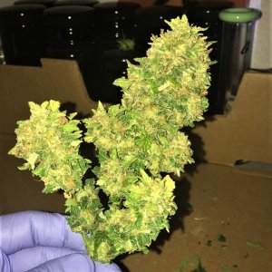 CJ3 harvested bud 2 wet trimmed for drying.jpg